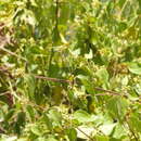 Image of Calea solidaginea subsp. deltophylla (Cowan) Pruski