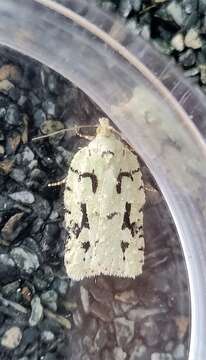 Image of Acleris literana Linnaeus 1758