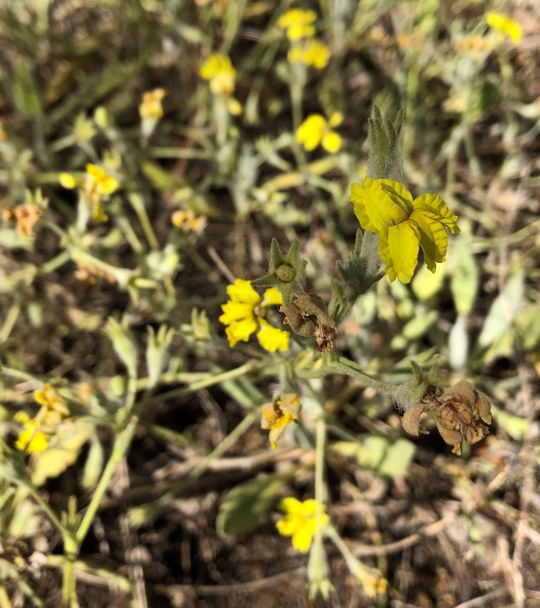 Image of Goodenia robusta (Benth.) K. Krause