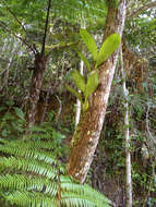 Image of Bulbophyllum hamelinii W. Watson