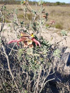 Image of Salvia lanceolata Lam.