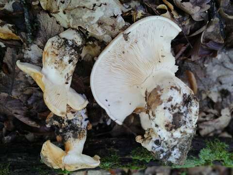 Image of Pogonoloma macrocephalum (Huijsman) Sánchez-García 2014