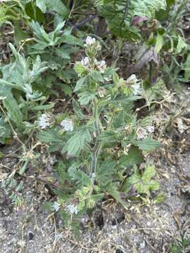 Image of Santa Lucia phacelia