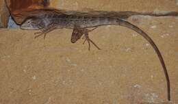 Image of Changeable lizard