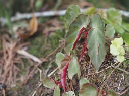 Image of Begonia angularis Raddi