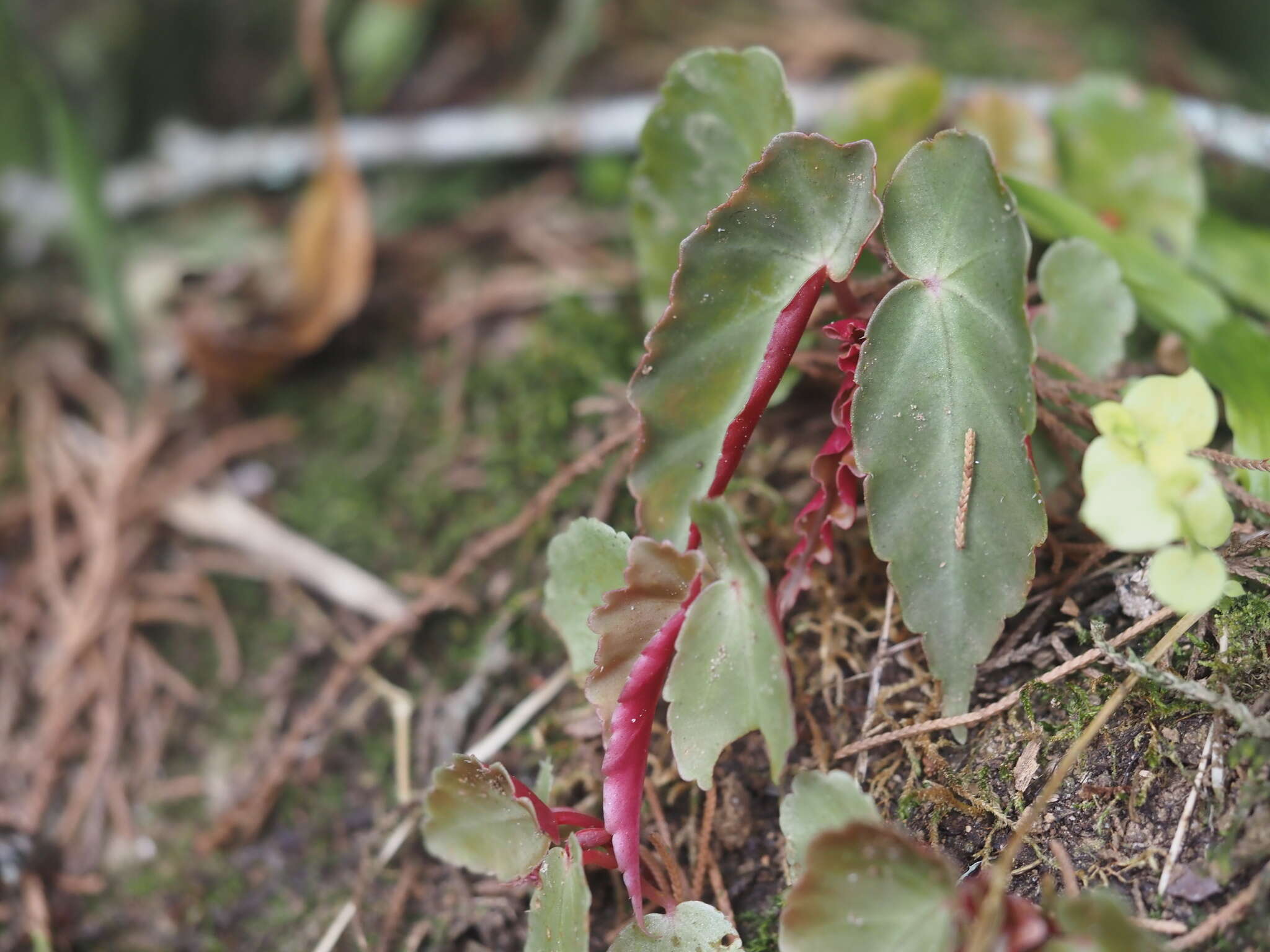 Image of Begonia angularis Raddi