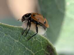 صورة Dinocampus coccinellae paralysis virus