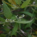 Image de Cyclanthera integrifoliola Cogn.