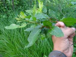 Image de Salix pyrifolia Anderss.