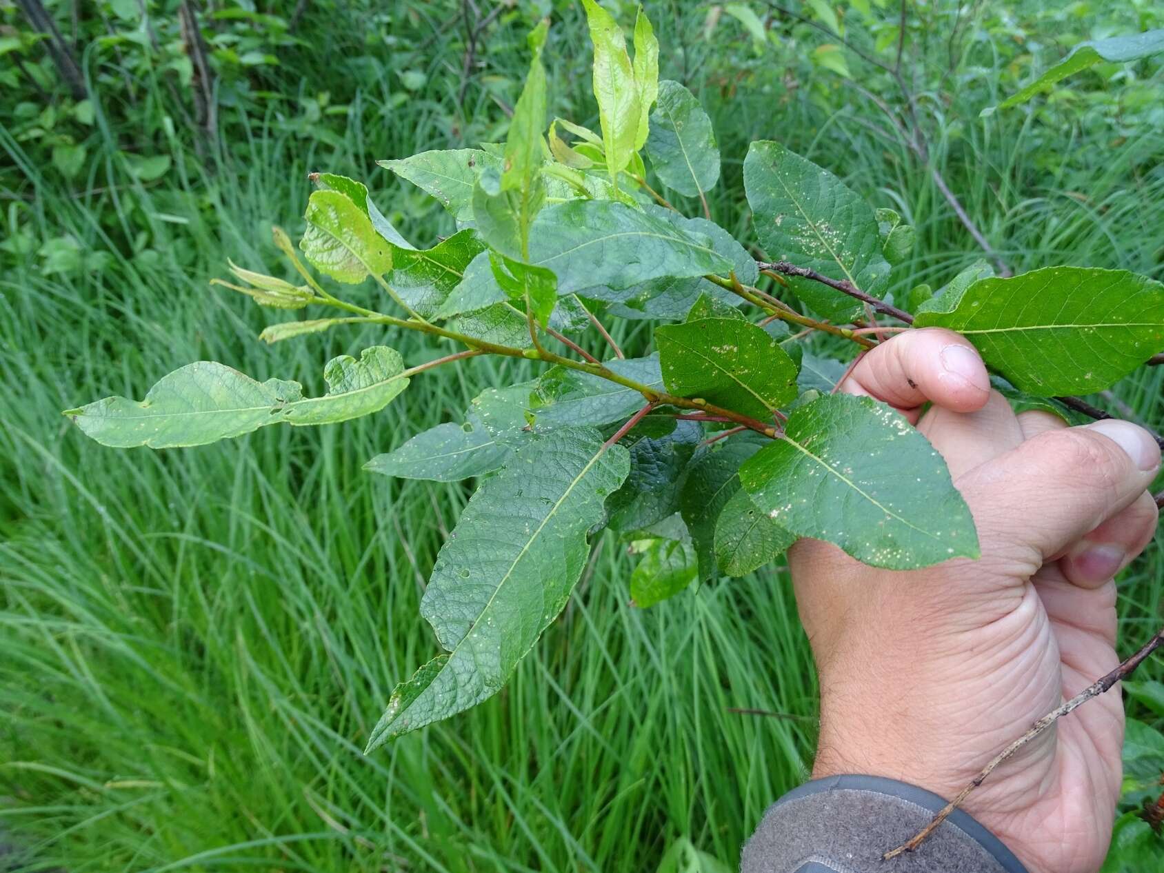 Image of balsam willow