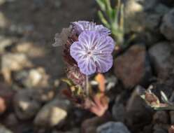 Image of Transverse Range phacelia