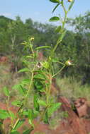 Image of Hermannia boraginiflora Hook.