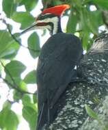 Imagem de Dryocopus pileatus pileatus (Linnaeus 1758)