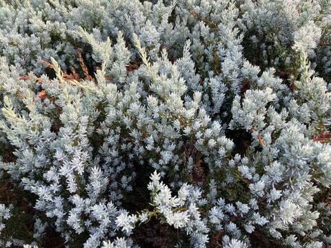 Plancia ëd Juniperus communis var. kelleyi R. P. Adams