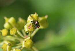 صورة Lamprolonchaea smaragdi (Walker 1849)