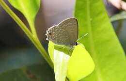 Imagem de Anthene lycaenoides (Felder 1860)