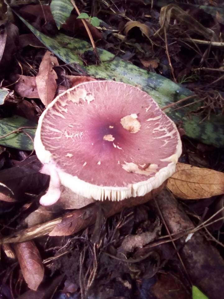 Image of Leucoagaricus lilaceus Singer 1952