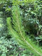 Image of Japanese Red Pine