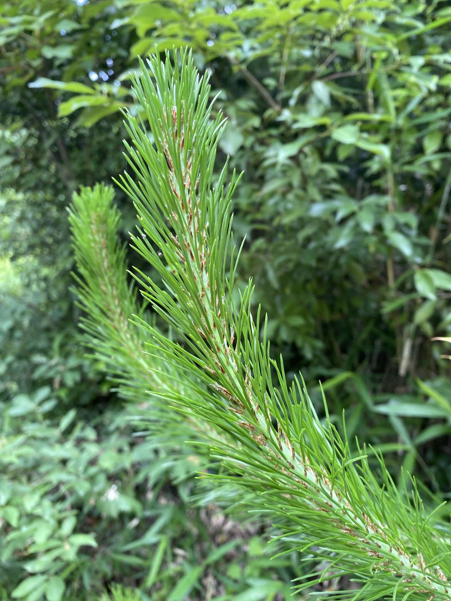 Image of Japanese Red Pine