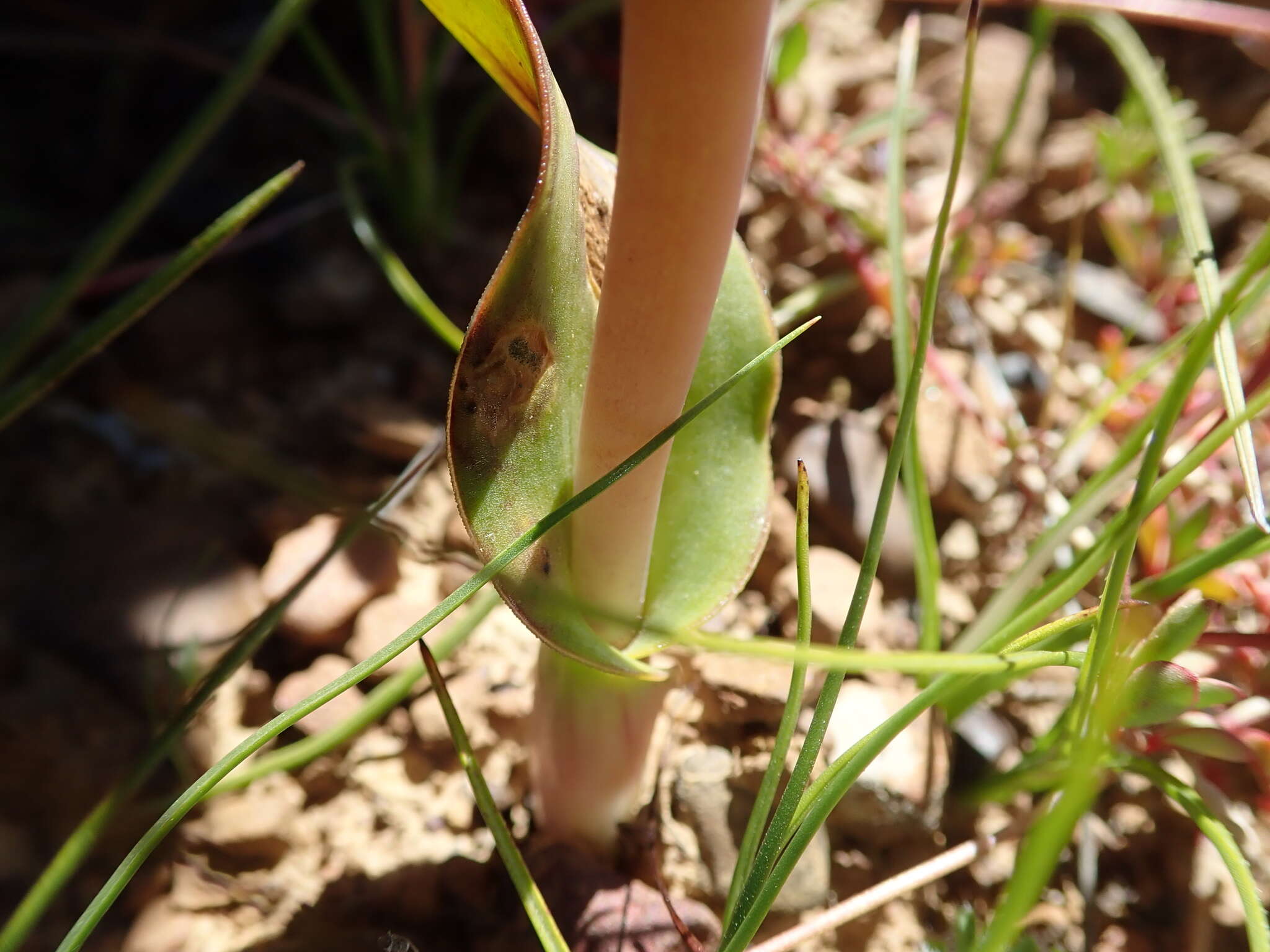 Image of Lachenalia elegans W. F. Barker