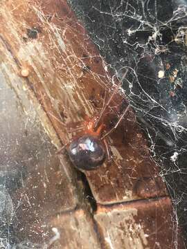 Image of Steatoda porteri (Simon 1900)