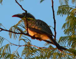 Image of African Grey Hornbill