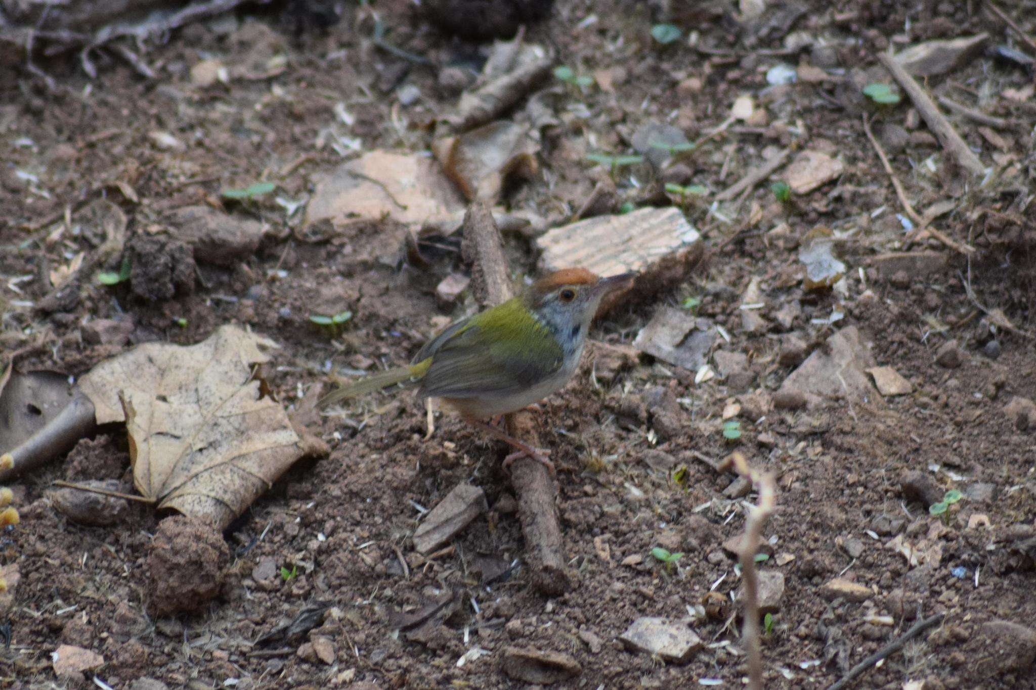 Image of Common Tailorbird