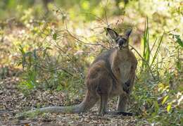 Plancia ëd Macropus rufogriseus banksianus (Quoy & Gaimard 1825)