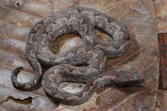 Image of Paulson's Bevel-nosed Boa