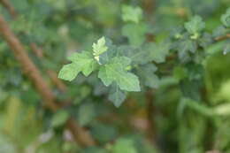 Image of bur mallow