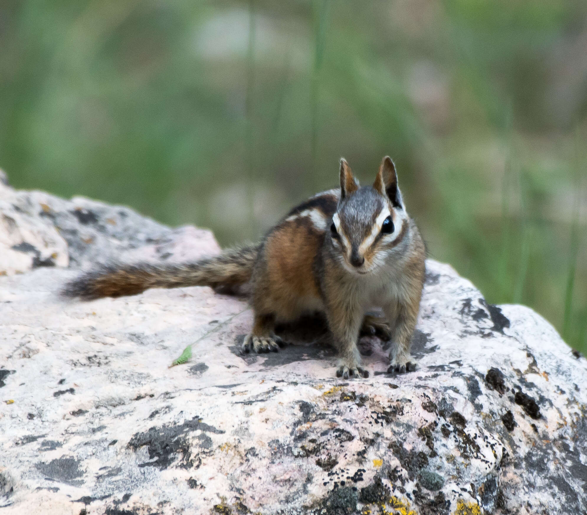 Image of Gray-collared Chipmunk