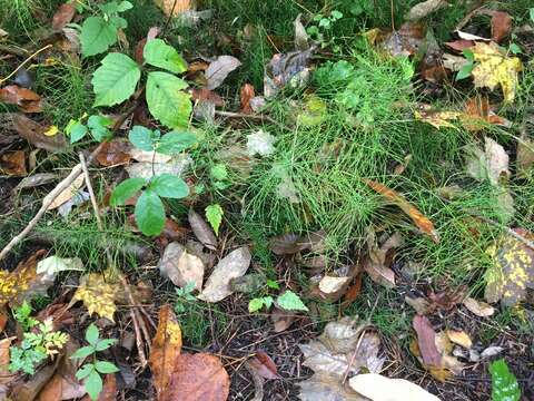 Image of Shady Horsetail