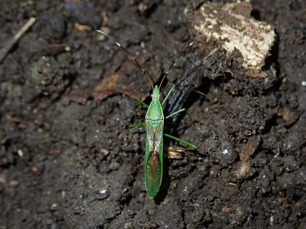 Imagem de Leptocorisa chinensis Dallas 1852