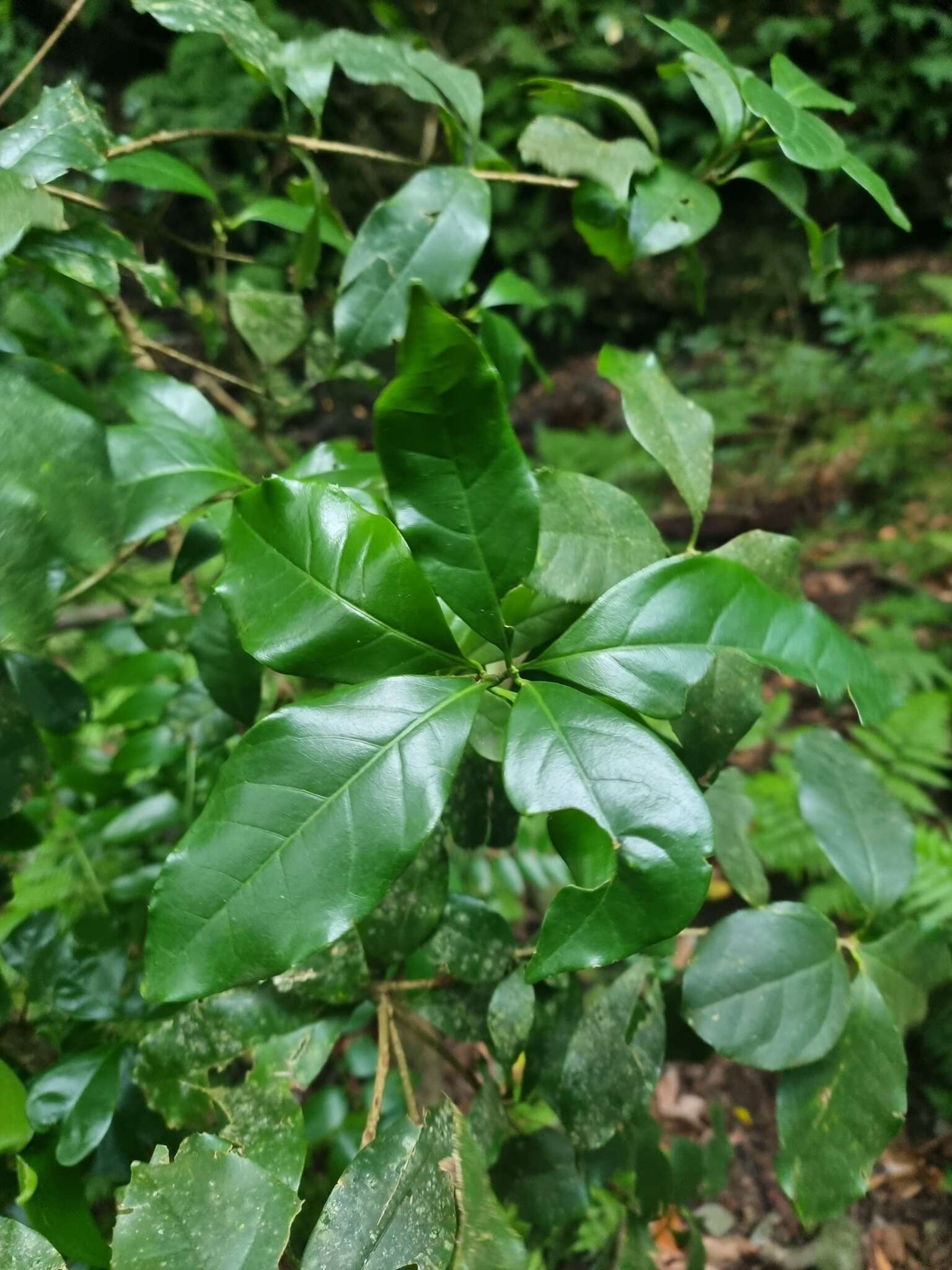 Picconia excelsa (Aiton) DC. resmi