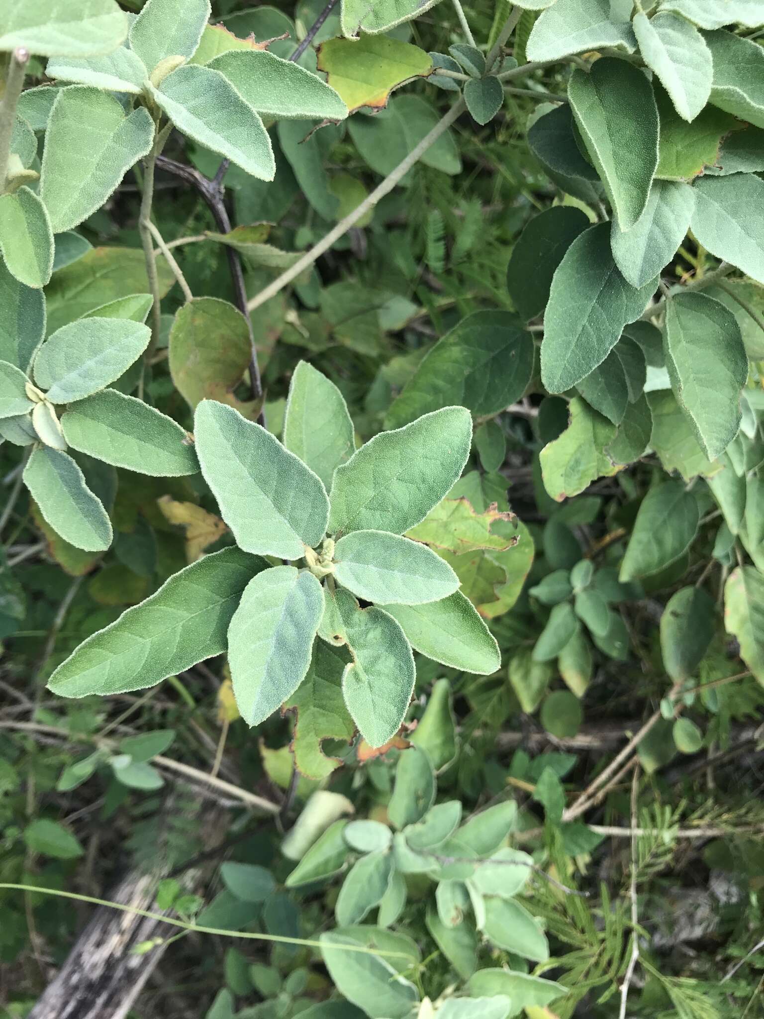 Image de Croton flavens L.