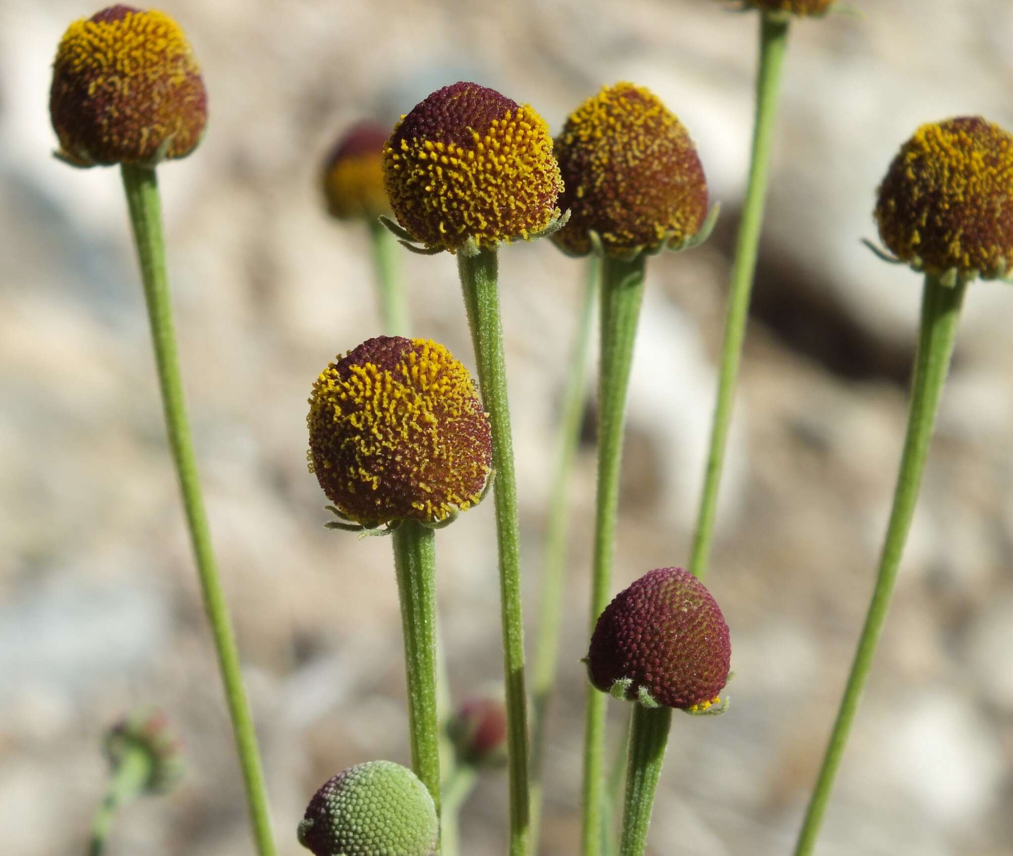 Image of Thurber's Sneezeweed