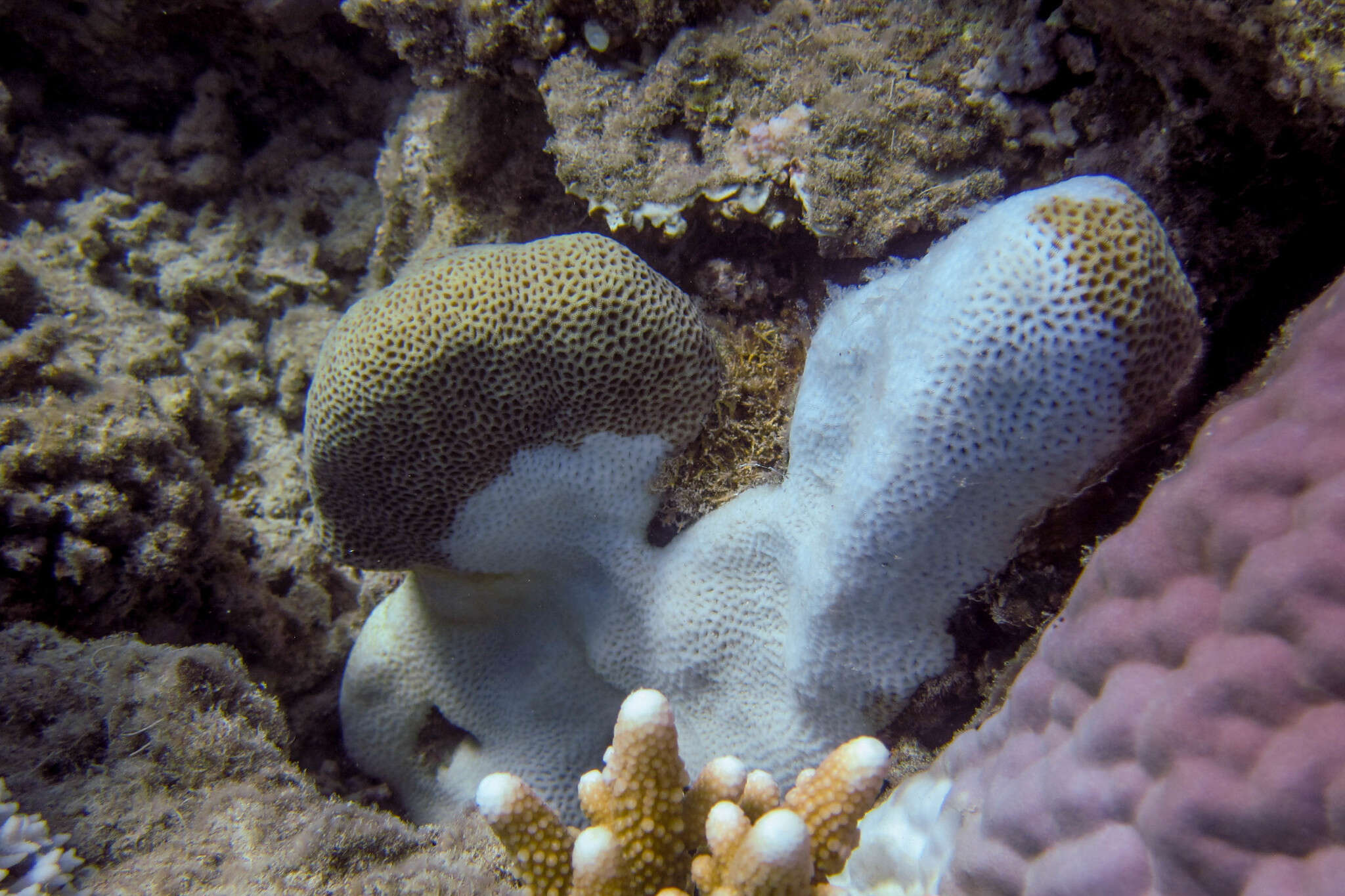 Image of tombstone coral