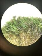 Image of Whip Broom Moss