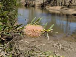 صورة Callistemon paludosus F. Müll.