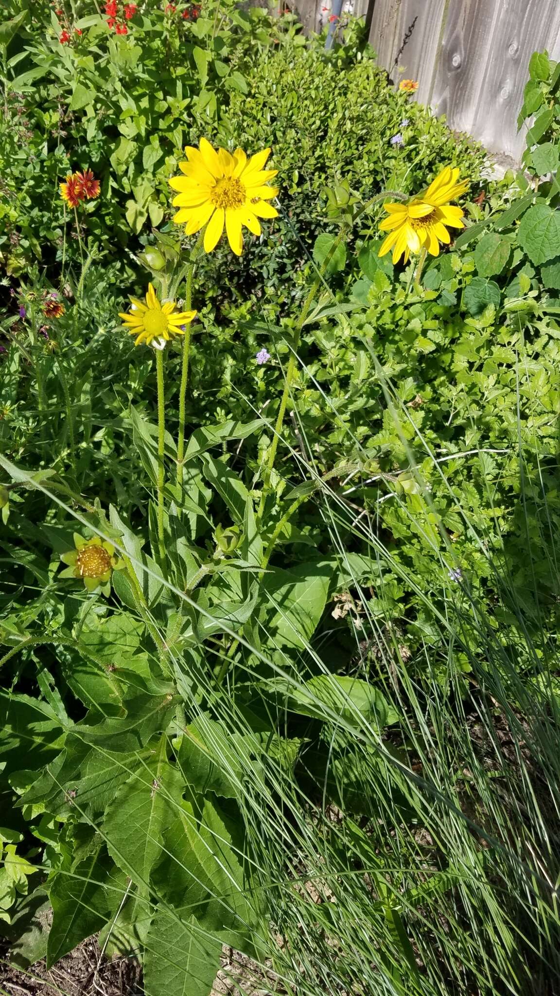 Image of slender rosinweed