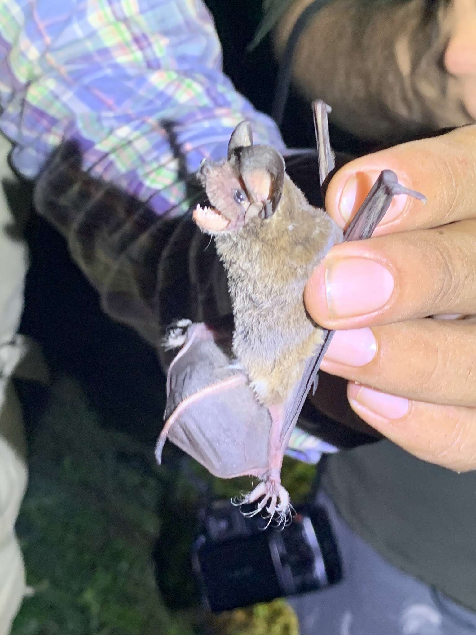 Image of broad-eared bat