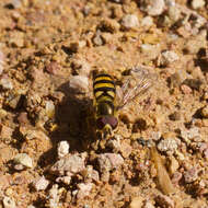 Eupeodes americanus (Wiedemann 1830)的圖片