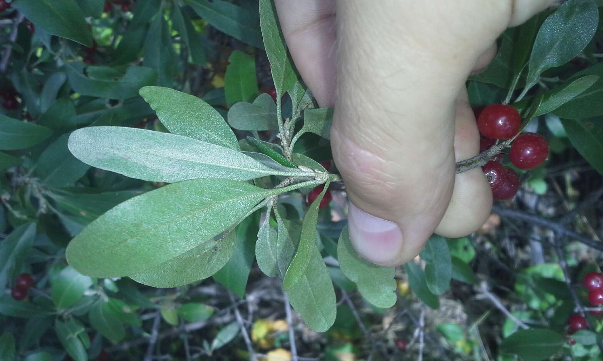 Image of silver buffaloberry