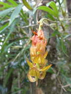 Image of Bulbophyllum turkii Bosser & P. J. Cribb