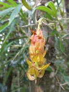 Image de Bulbophyllum turkii Bosser & P. J. Cribb