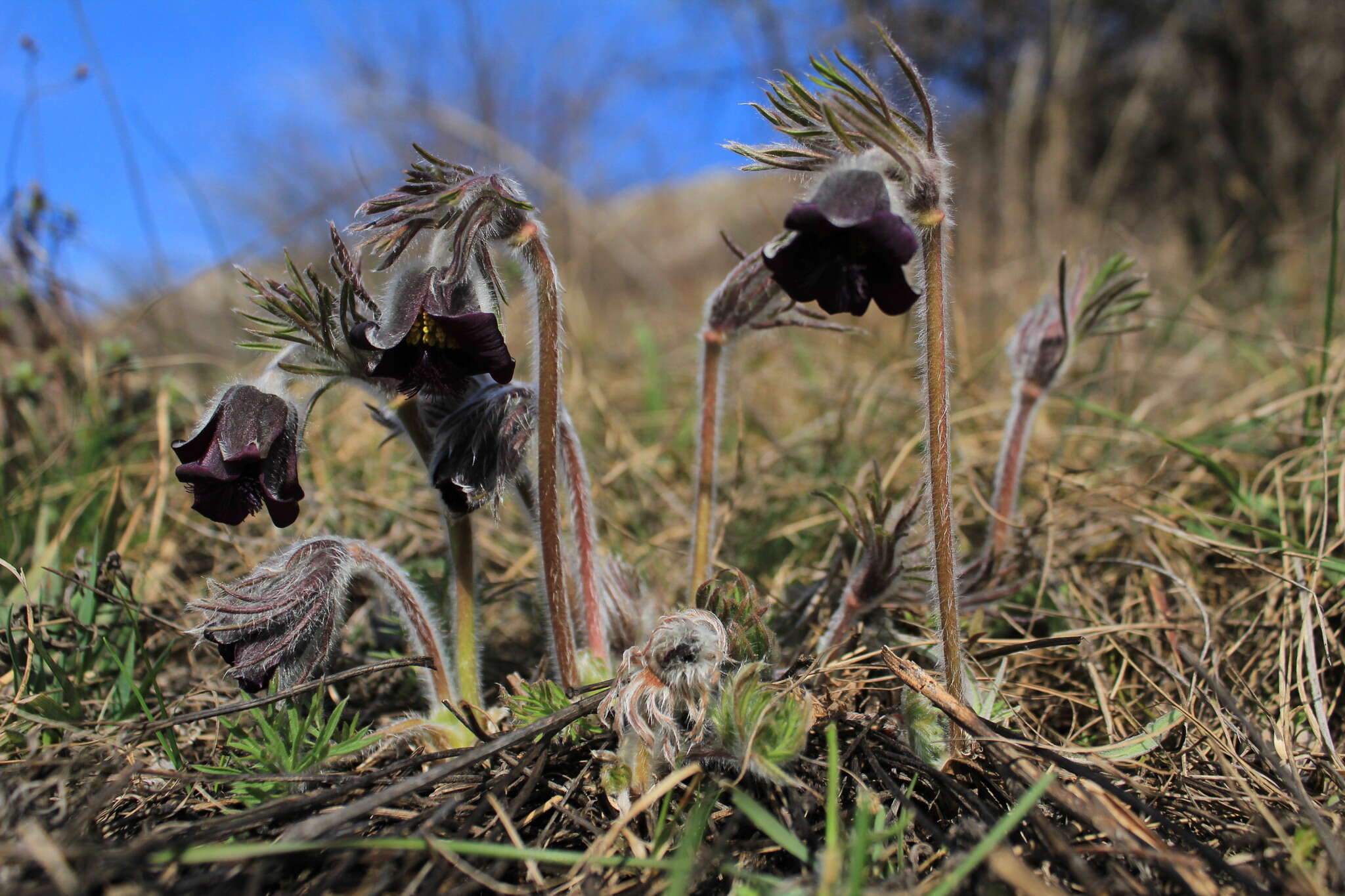 Image of Pulsatilla pratensis subsp. nigricans (Störcke) Zämelis