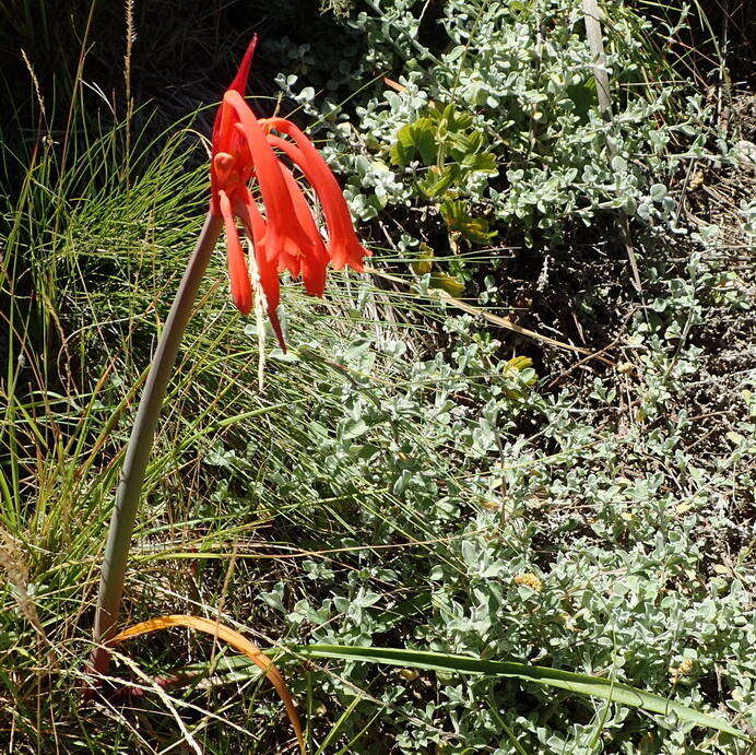 Image of Cyrtanthus angustifolius (L. fil.) Aiton