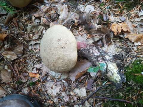 Image of Scarlet-stemmed Bolete