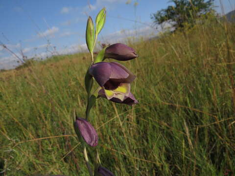 Imagem de Gladiolus papilio Hook. fil.