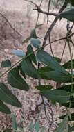 Image of Stigmella longisacca Newton & Wilkinson 1982